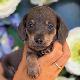 Tiny Boy - Blue and tan male Dachshund puppy in North Branch, Michigan from Monarch Miniature Dachshunds