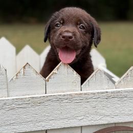 Chocolate Male - Chocolate male Labrador Retriever puppy in Edgefield, South Carolina from Backwoods Pond Labradors LLC