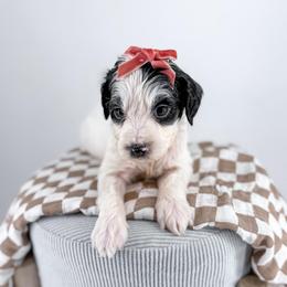 Denim - Parti female Goldendoodle puppy in Jamestown, Kentucky from Milk & Honey Doodles