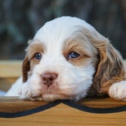 Cavapoos from WW Cavapoos