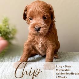 Chip - Red  male Goldendoodle puppy in Garden Grove, California from Sunkissed Doodles