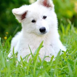 Berger Blanc Suisse and German Shepherd Puppies from Scenic Creek German Shepherds and White Swiss Shepherds
