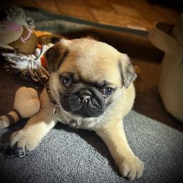 Brown - Fawn male Pug puppy in Baylis, Illinois from Cameo's Pugs