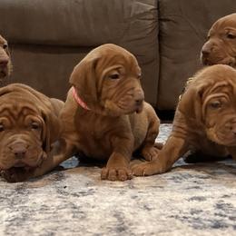 Vizsla puppies from CBJ Vizslas