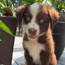 Ruby - Red & white female Toy Australian Shepherd puppy in Southport, North Carolina from Small Mini/Toy Aussies