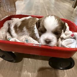 Juneau - Brown and white male Shichon puppy in Bradford, Ohio from Ted E. Bear Patch