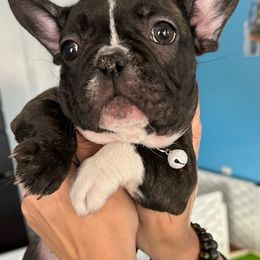French Bulldogs from Romeo & Juliet Frenchies