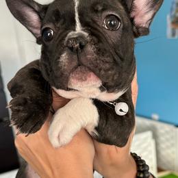 French Bulldogs from Romeo & Juliet Frenchies