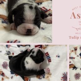 Aspen - Black and white female Boston Terrier puppy in El Paso, Texas from Little Mister and Little Miss Boston Terriers