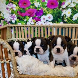 Boston Terrier Puppies from Piper Hill Bostons