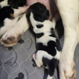 Freckle - Black white and brown female Basset Hound puppy in Valley, Washington from Enchanted Valley Paws