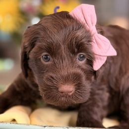 Celeste - Chocolate female Australian Labradoodle puppy in Citrus Heights, California from Elite Blend Labradoodles