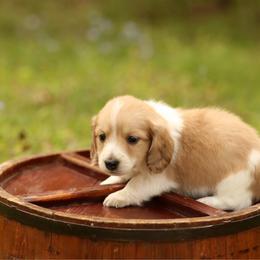 Cream Piebald Boy AKC LIMITED - Cream male Dachshund puppy in Pauls Valley, Oklahoma from Simply Happy Dachshunds