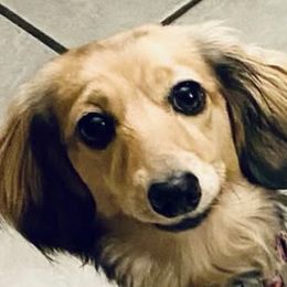 Dachshunds from Von Loos Dachshunds