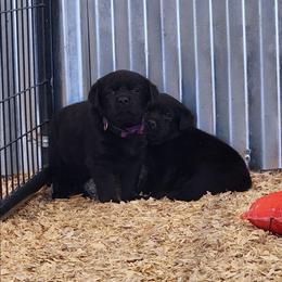 Girl - Black female Labrador Retriever puppy in Yelm, Washington from Prince Labradors