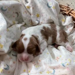 Teddy - Blenheim male Cavalier King Charles Spaniel puppy in Gallatin, Tennessee from Kids and Canines