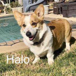 Halo - Pembroke Welsh Corgi