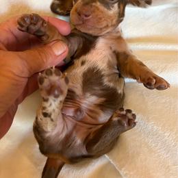 Chocolate dapple male - Chocolate and tan male Dachshund puppy in Valley Springs, California from Robin’s Dachshunds