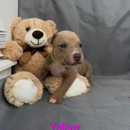 Yellow Collar Female - Blue fawn female American Pit Bull Terrier puppy in Pensacola, Florida from Alpha Alliance Kennels