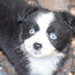 Boone - Black & white male Miniature Australian Shepherd puppy in Patterson, North Carolina from DreamLine Aussies