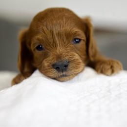 Ken - Red male Cavapoo puppy in Queen Creek, Arizona from Dulcito Doodles