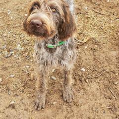 German Wirehaired Pointer All Grown Up from Grimmet German Wirehaired Pointers