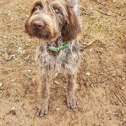 German Wirehaired Pointer All Grown Up from Grimmet German Wirehaired Pointers