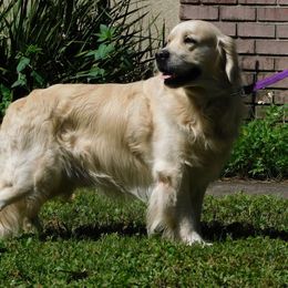 Jagger - Golden Retriever