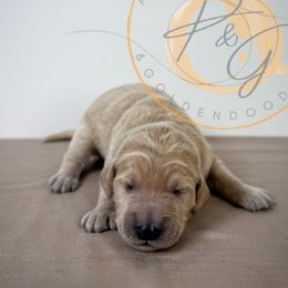 Shasta (seafoam collar) - Apricot female Goldendoodle puppy in Murrieta, California from Apricot Poodles & Goldendoodles, LLC