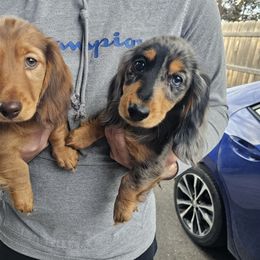 Dachshund Puppies from Farmhouse Dachshunds