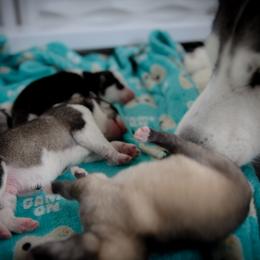 Siberian Husky Puppies from Ivie Huskies