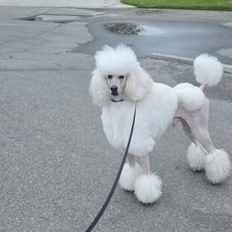 Poodles from Sherri Perry NCMG