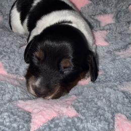 Cookies and Cream - Piebald female Dachshund puppy in Williston, Florida from Teenie Weenie Dachshunds