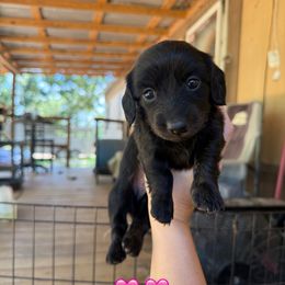 Dachshund puppies from TM7 Dachshund's