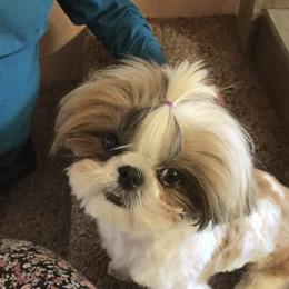 Shih Tzu Puppies from Willow Lane Shih Tzus