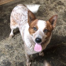 Squirt - Australian Cattle Dog