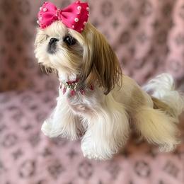 AKC Baby Doll Glam - Gold and white female Shih Tzu puppy in Los Angeles, California from LUXURY PAWS