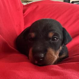Girl 3 - female Manchester Terrier puppy in Dade City, Florida from Mystic Manchesters