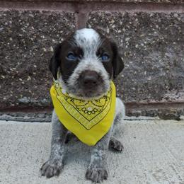 Girl 5 - Liver and white female German Wirehaired Pointer puppy in Potosi, Wisconsin from Point and Flush Gun Dogs