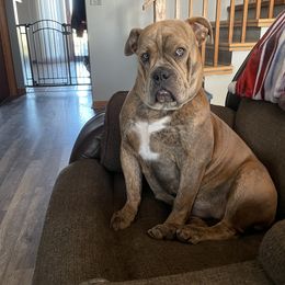 Olde English Bulldogge Puppies from Gods Of Olympus Bulldogges