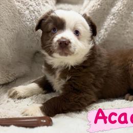 Acadia - Red tri female Miniature Australian Shepherd puppy in South Central, Pennsylvania from Windy Hills Mini Aussies & Doodles