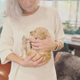 Goldendoodle Puppies from Hope Lane Kennels