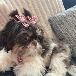 Shih Tzu All Grown Up from P and J Farms