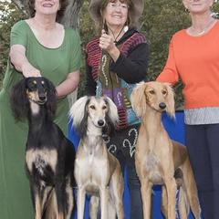 Salukis from Pamela Fredieu's Salukis