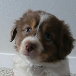 Mr wrinkles - Red tri-color male Miniature American Shepherd puppy in Santa Rosa, California from BennettValleyAussies