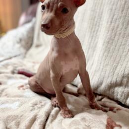 Truffle - White/Cream Boy - American Hairless Terrier puppy from Royal Flush Kennels