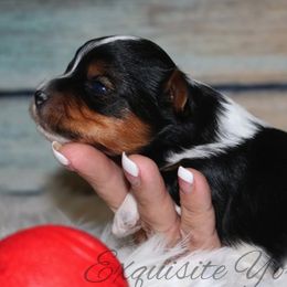 Yorkshire Terrier Puppies from Exquisite Yorkies