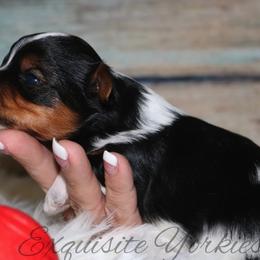 Yorkshire Terrier Puppies from Exquisite Yorkies