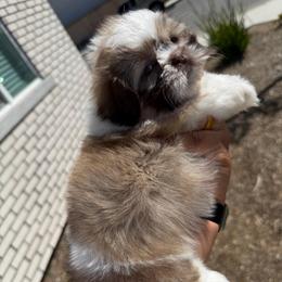 Daisy - Liver and white female Shih Tzu puppy in Bakersfield, California from Little pumpkin Shih Tzu’s
