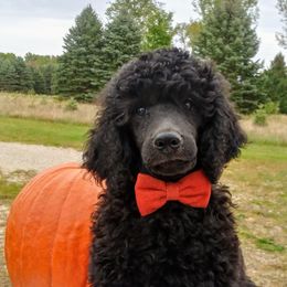 orange collar - Poodle puppy in Paris, Michigan from Meeker's Ridge